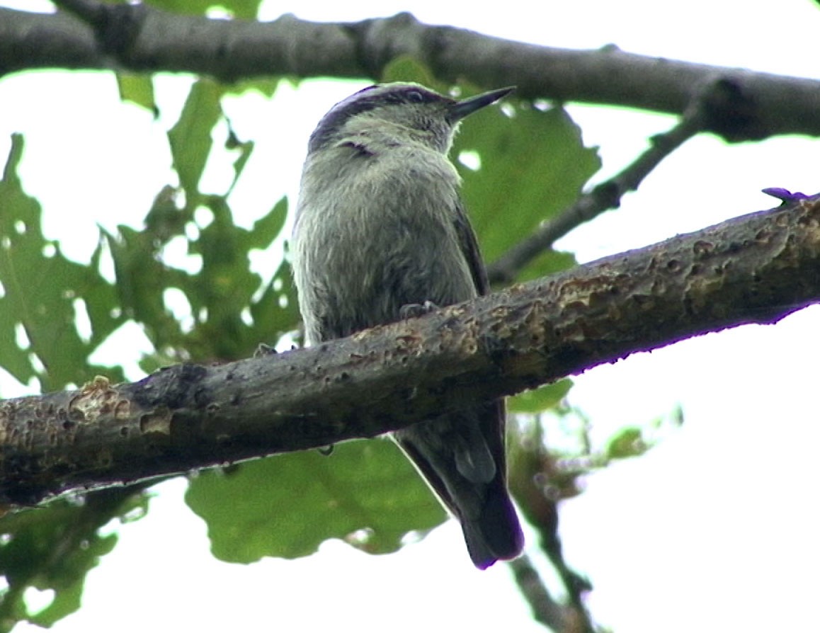 Snowy-browed Nuthatch - ML205089321