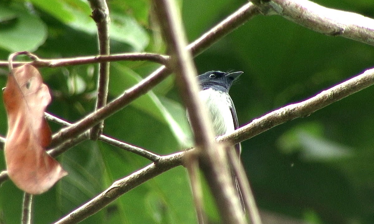 Ochre-headed Flycatcher - ML205089371