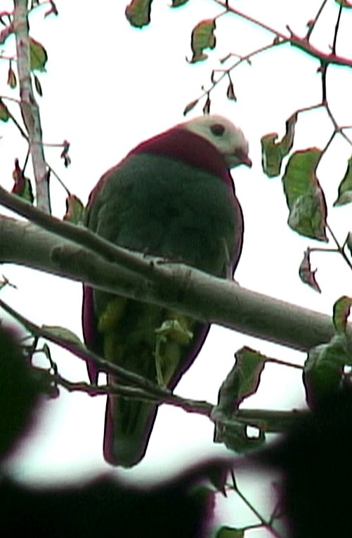 White-headed Fruit-Dove - ML205089431