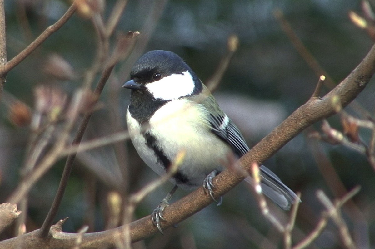 Japanese Tit (Japanese) - Josep del Hoyo