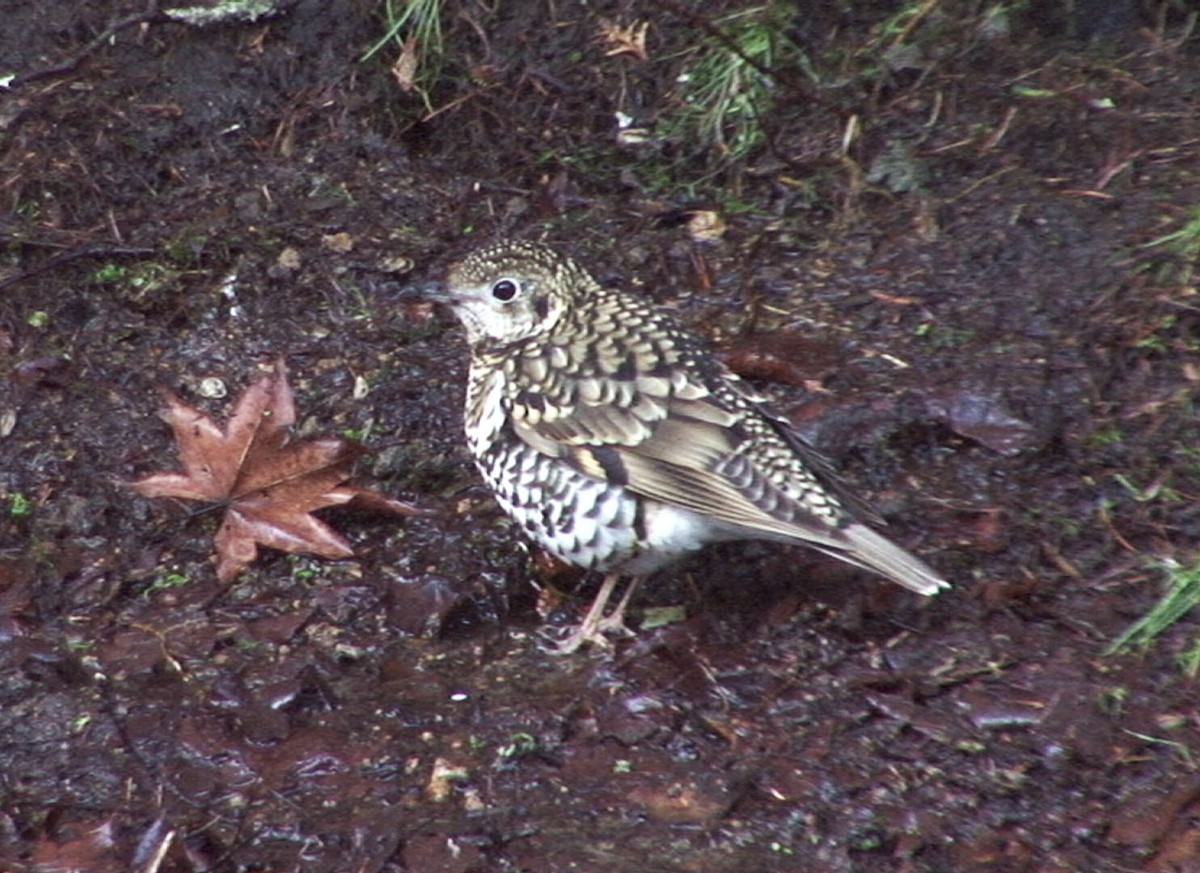 White's Thrush - ML205089511