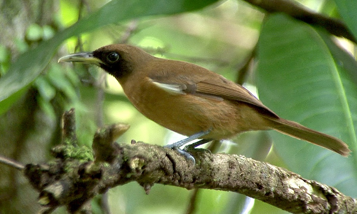 Rennell Shrikebill - Josep del Hoyo