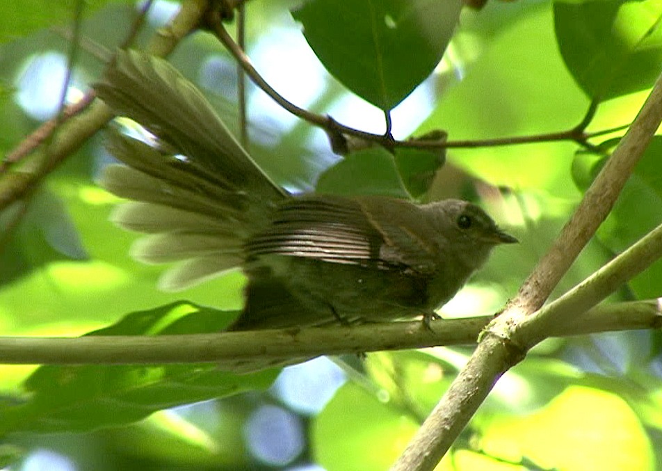 Rennell Fantail - Josep del Hoyo