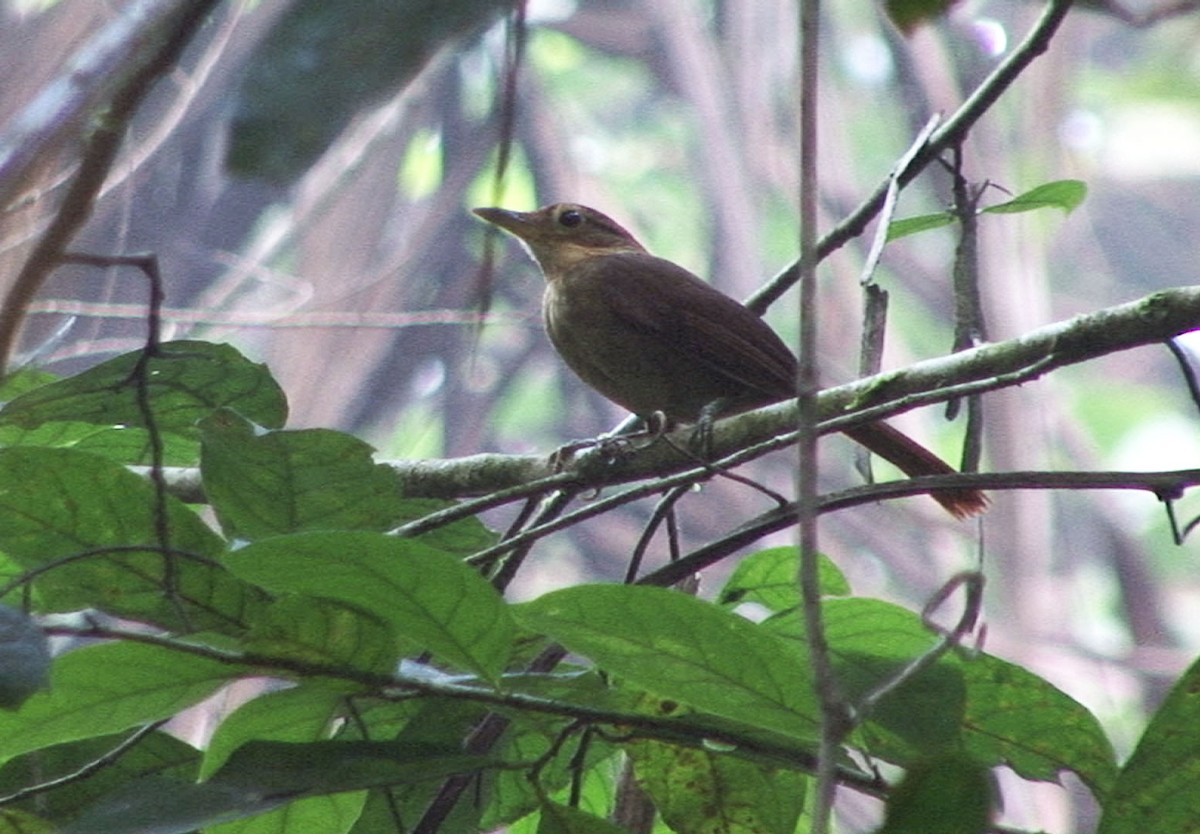 Ochre-throated Foliage-gleaner (auricularis) - ML205089731