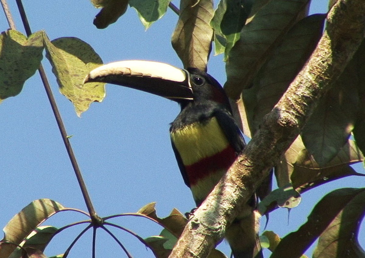 Black-necked Aracari - Josep del Hoyo