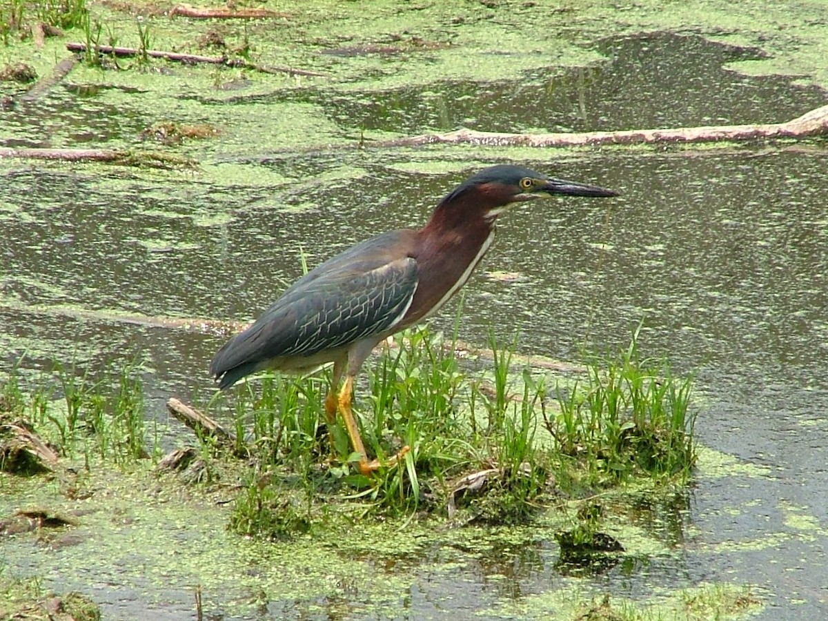 Yeşil Balıkçıl (virescens/bahamensis) - ML205090231