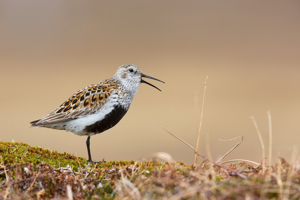 Dunlin (alpina/centralis) - Daniel Pettersson