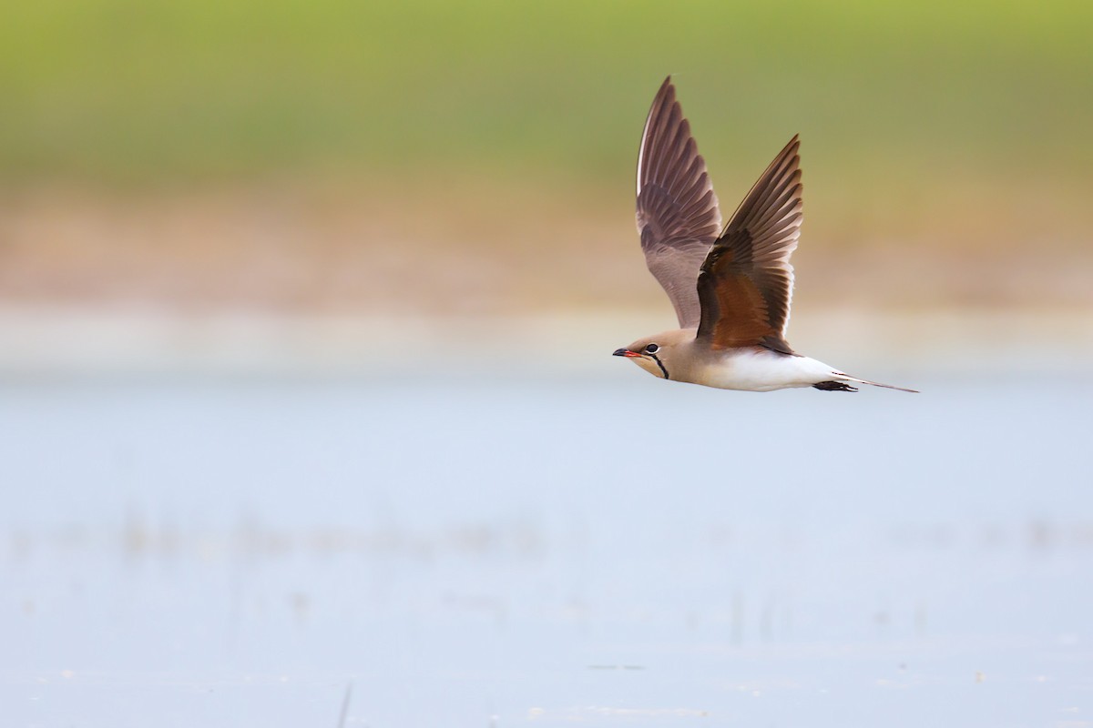 Collared Pratincole - Daniel Pettersson