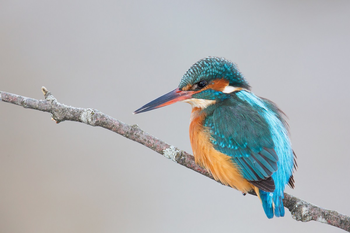 Common Kingfisher - ML205090461