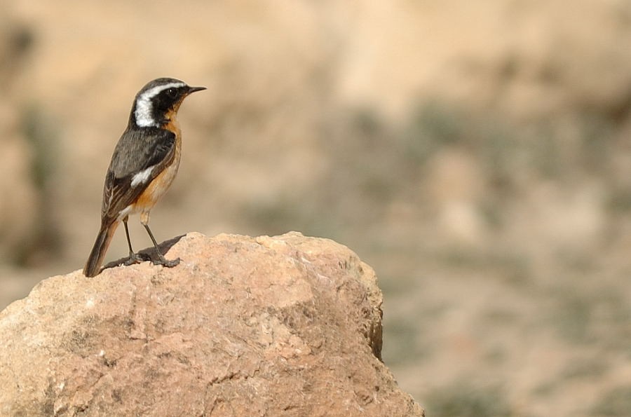 Moussier's Redstart - ML205090581