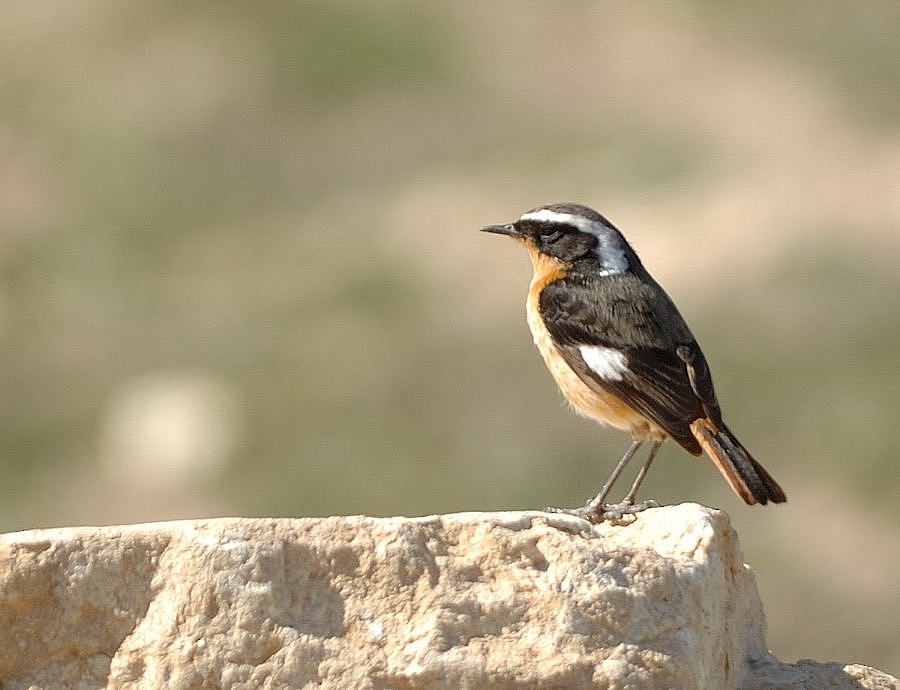 Moussier's Redstart - ML205090591