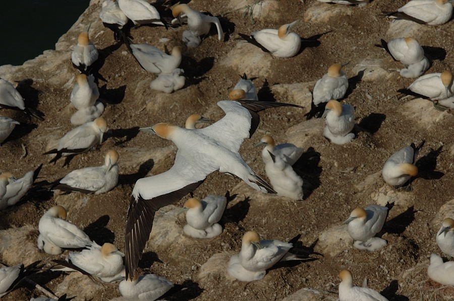 Australasian Gannet - Georges Olioso