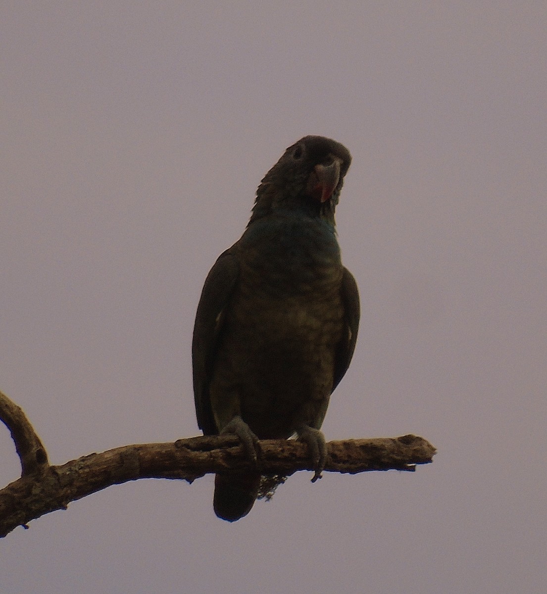 Loro Piquirrojo - ML205091231