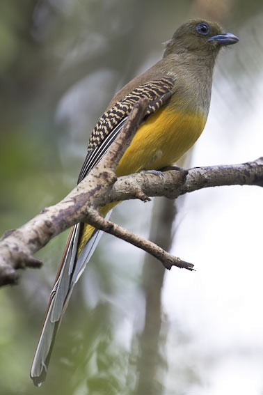 Orange-breasted Trogon (Spice) - Niels Poul Dreyer