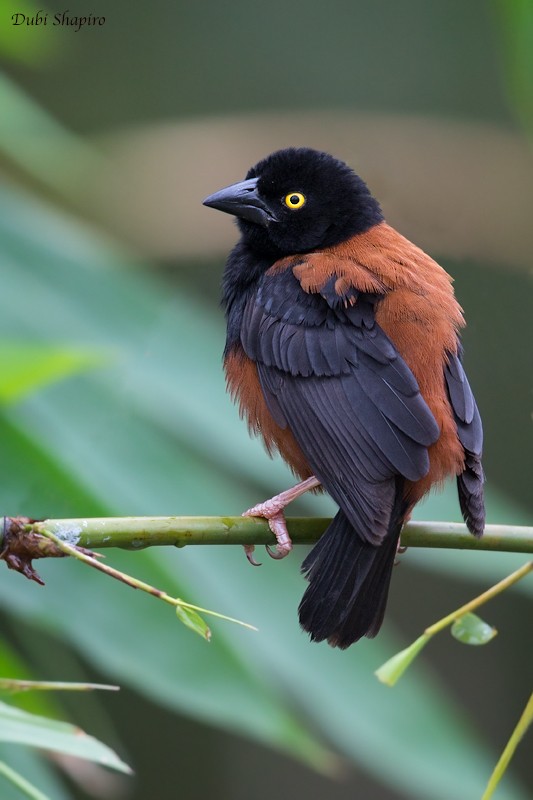 Chestnut-and-black Weaver - ML205091731