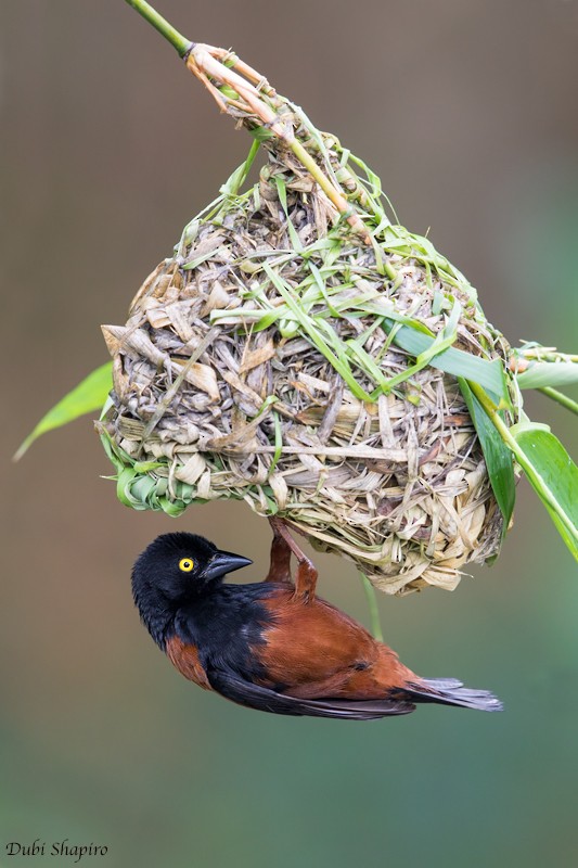 Chestnut-and-black Weaver - ML205091741