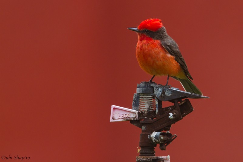 Vermilion Flycatcher (obscurus Group) - Dubi Shapiro