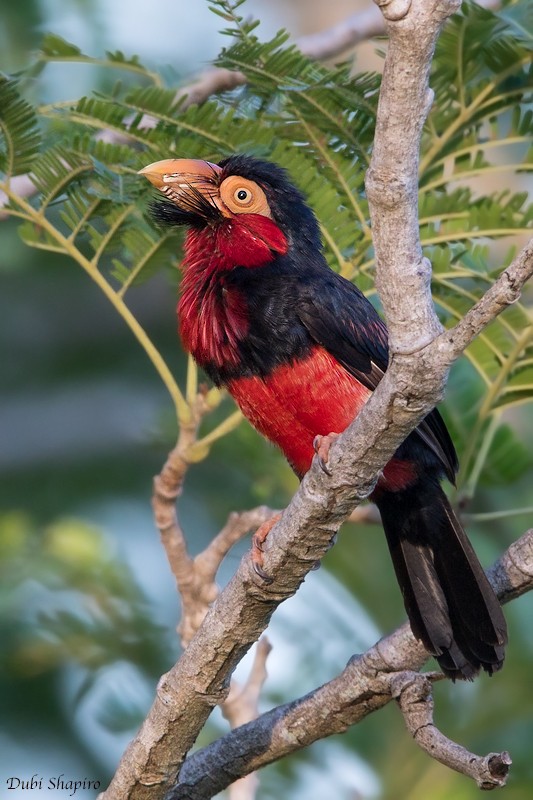 Bearded Barbet - ML205091901