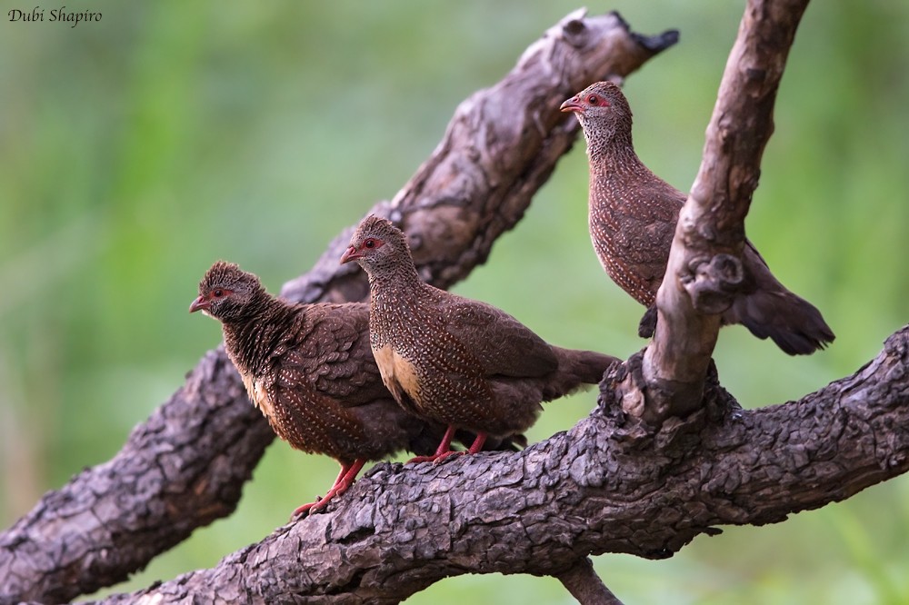 Stone Partridge - ML205091921