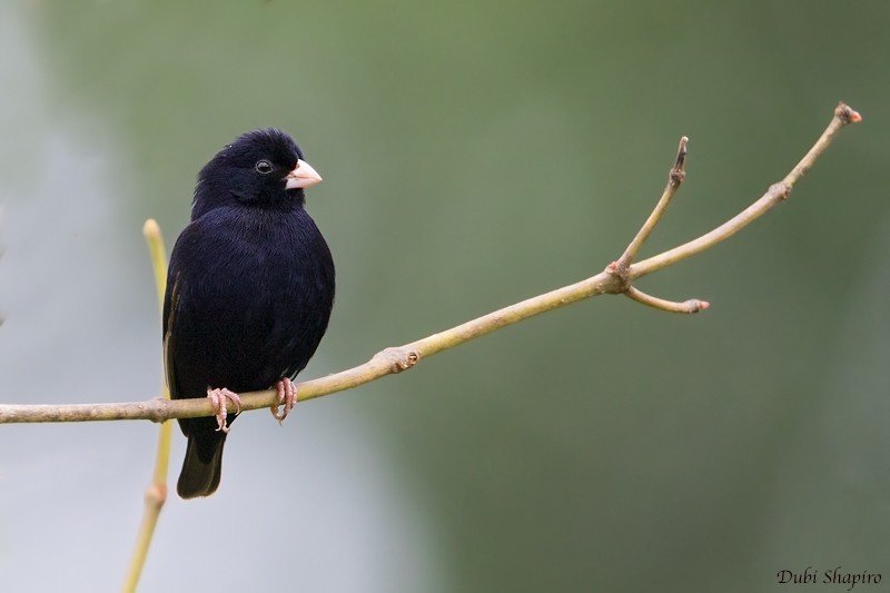 Wilson's Indigobird - ML205091961