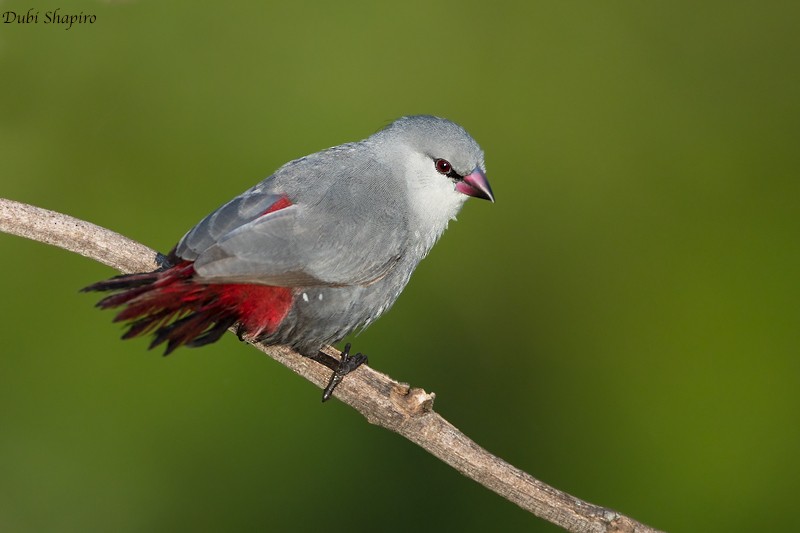 Lavender Waxbill - ML205092011