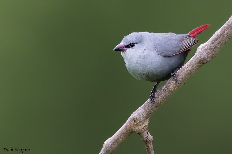 Lavender Waxbill - ML205092021