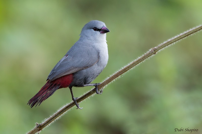 Lavender Waxbill - ML205092031