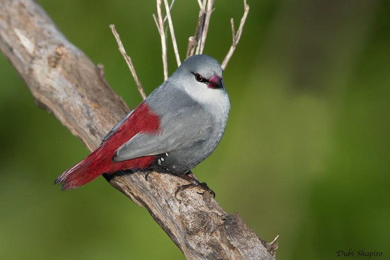 Lavender Waxbill - ML205092041