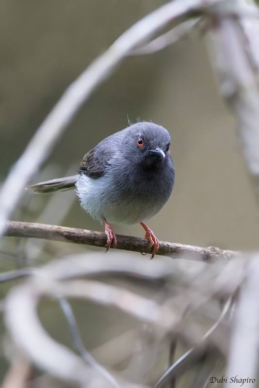 Sharpe's Apalis - Dubi Shapiro