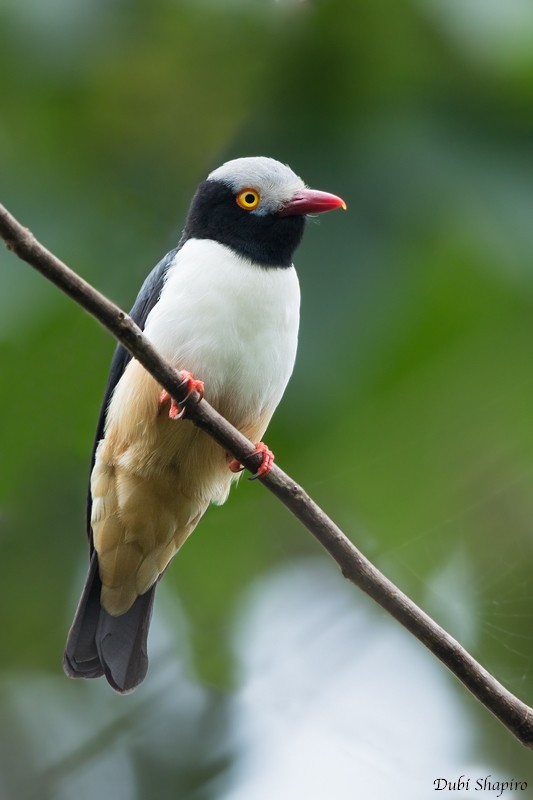 Red-billed Helmetshrike - Dubi Shapiro