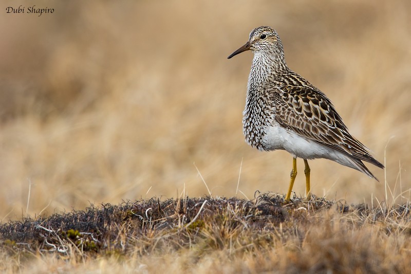 Pectoral Sandpiper - ML205092311