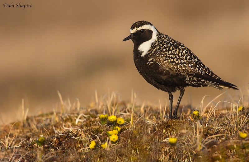 American Golden-Plover - ML205092421