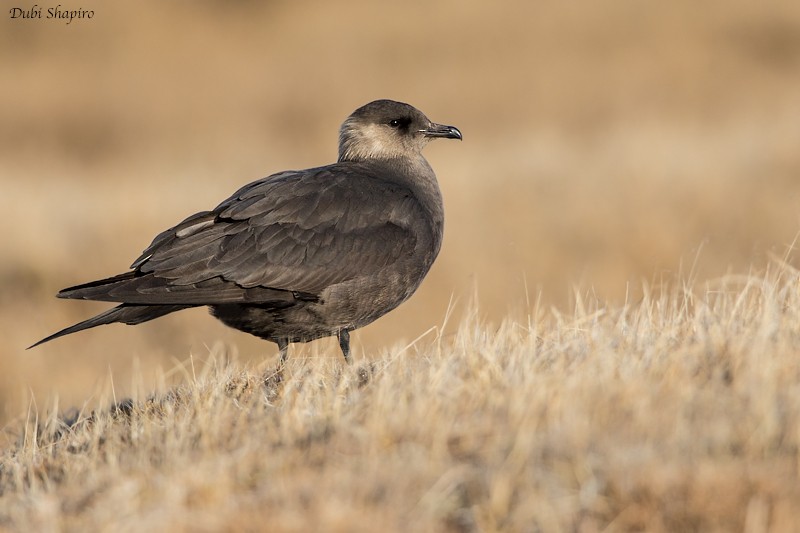 Parasitic Jaeger - ML205092441