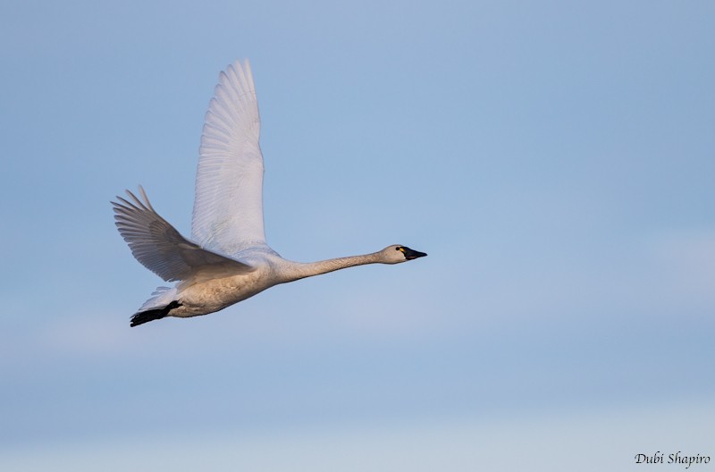 Tundra Swan (Whistling) - ML205092591