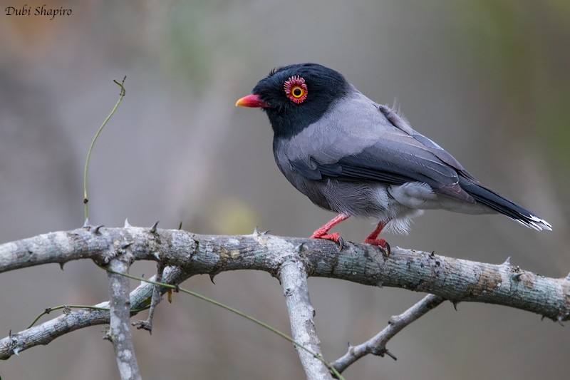 Angola Helmetshrike - ML205092711