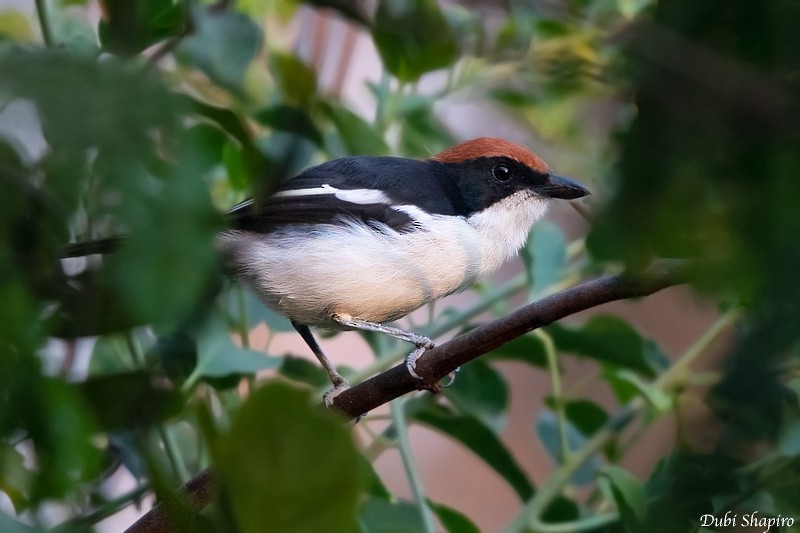 Gabela Bushshrike - Dubi Shapiro
