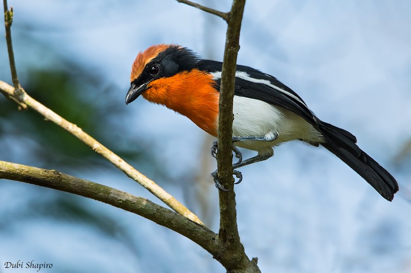 Braun's Bushshrike - ML205092771