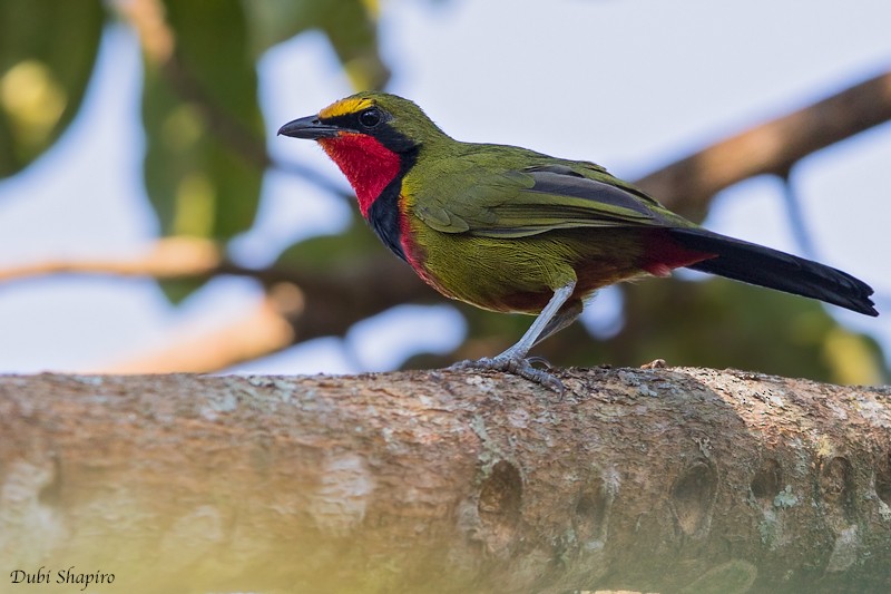 Four-colored Bushshrike (Gorgeous) - Dubi Shapiro