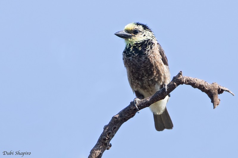 Anchieta's Barbet - Dubi Shapiro