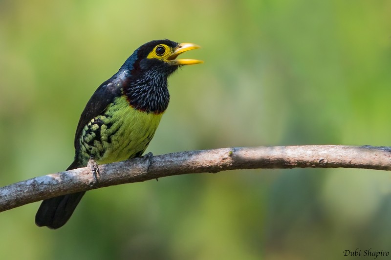 Yellow-billed Barbet (Eastern) - Dubi Shapiro