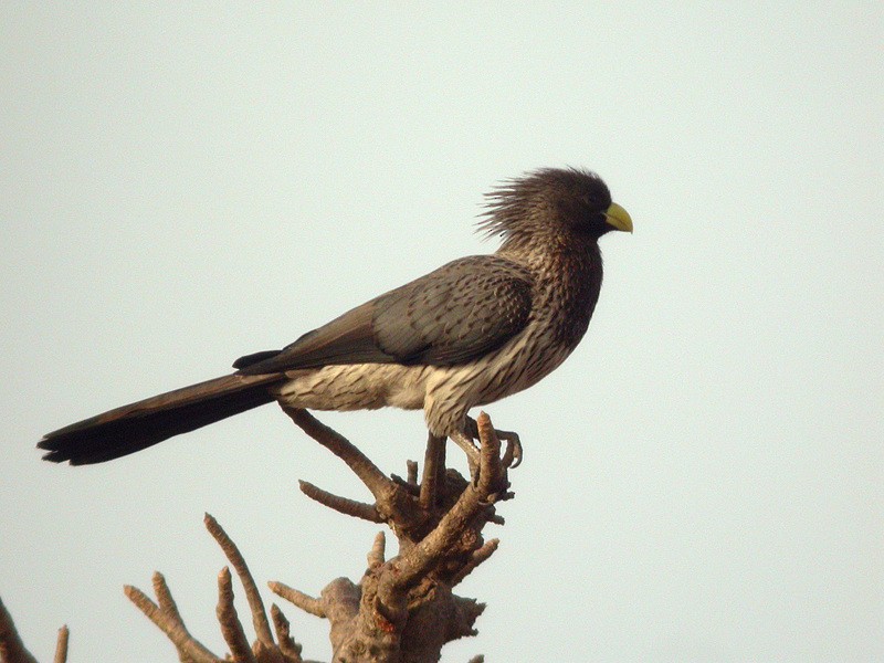 Western Plantain-eater - Alain Fossé