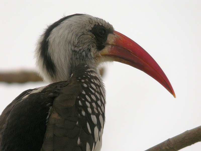 Western Red-billed Hornbill - Alain Fossé