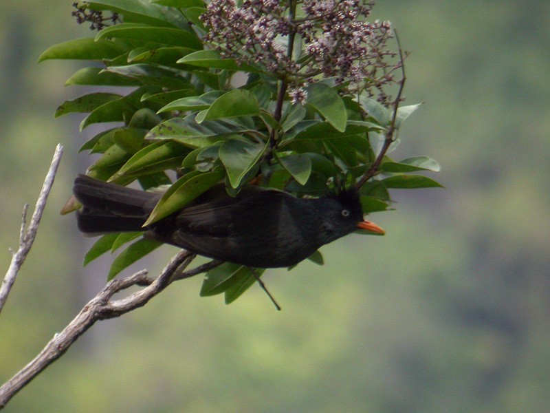 Bulbul de Reunión - ML205093551