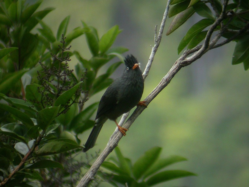 Bulbul de Reunión - ML205093561