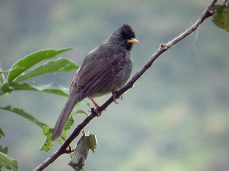 Reunion Bulbul - ML205093571