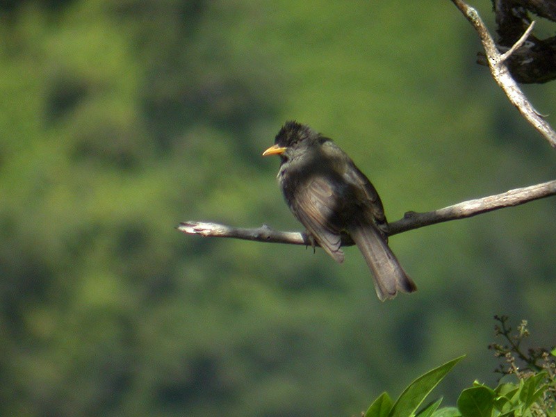 Reunion Bulbul - ML205093581