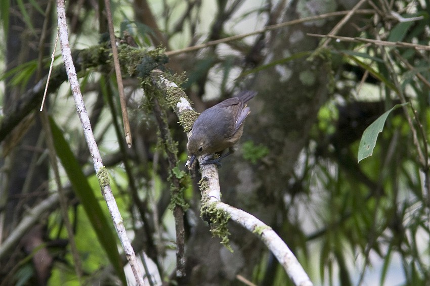 Slaty Antwren - ML205093681