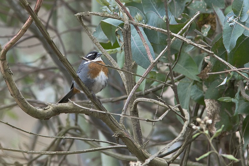 Chestnut-breasted Mountain Finch - ML205093731