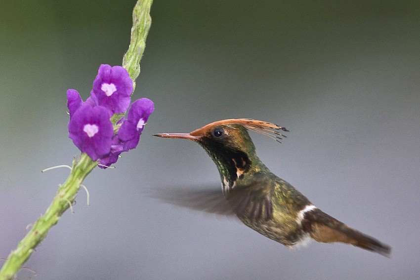 Rufous-crested Coquette - Niels Poul Dreyer