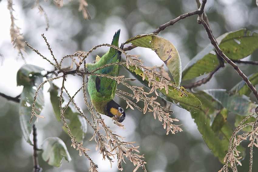 Orange-cheeked Parrot - Niels Poul Dreyer